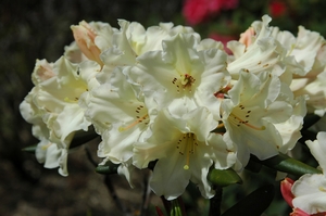 Rhodo Kiwi Pearl